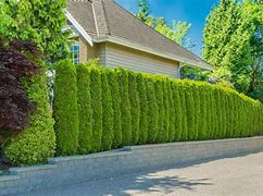 Image result for Fast Growing Privacy Trees