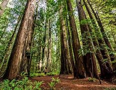 Image result for Redwood National Park Hiking