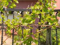 Image result for Two Vines Growing Up Together