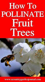 Image result for Good Pollenating Tress That Go with Honeycrisp Tree