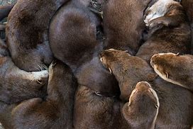 Image result for Otter Cuddle Party