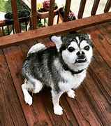 Image result for Funny Dog Mixes