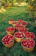 Image result for A Barrel of Apple's