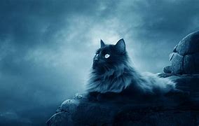 Image result for Cat Named Moon