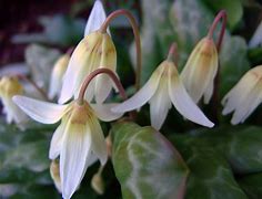 Image result for Erythronium californicum White Beauty