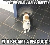 Image result for Dog with Katana Meme