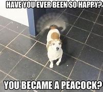 Image result for Fancy Dog Meme