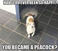 Image result for Funny Boxer Dog Jokes