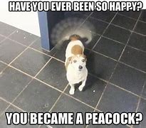 Image result for Memes About Being Happy