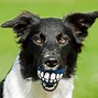 Image result for Dog Smiling with Human Teeth