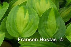 Image result for Hosta Adorable