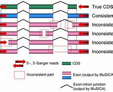 Image result for cDNA ORF Exon