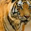 Image result for Indian Tiger