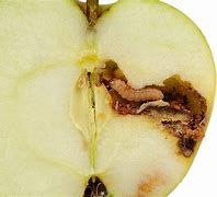 Image result for Apple Maggot Larva in Human Blood