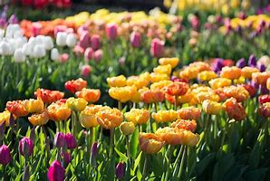 Image result for Planting Tulip Garden