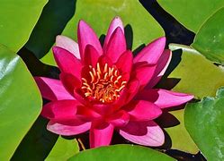 Image result for Pink Lotus Flower Screensavers