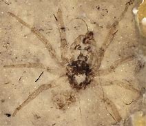 Image result for Largest Spider Fossil