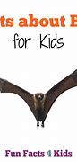 Image result for All About Bats for Kids