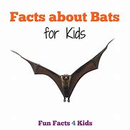 Image result for Bat Facts for Kids