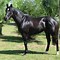 Image result for Black Thoroughbred Horse