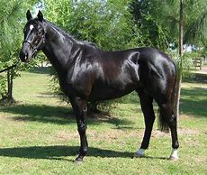 Image result for Thoroughbred Horse Images