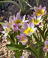 Image result for Tulipa cretica Hilde