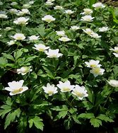 Image result for Anemone nemorosa Alba Plena 2J