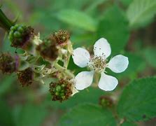 Image result for Tree with Red Flower and BlackBerry