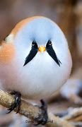 Image result for What a Cute Bird Looks Like