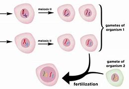 Image result for ما هو Germ Cell