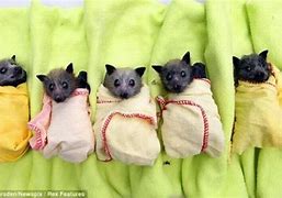Image result for Vampire Bat Babies