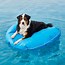 Image result for Dog Pool Float