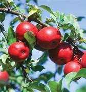 Image result for Heritage Apples