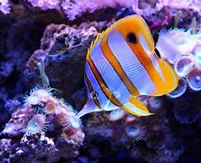 Image result for MacBook Pro Retina Wallpaper Fish