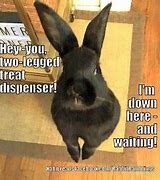 Image result for Chonky Bunny Meme