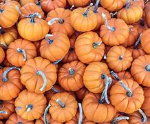 Image result for pumkin