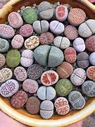 Image result for lithops