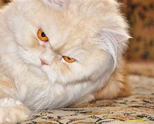 Image result for Grumpy Persian Cat