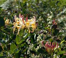 Image result for Lonicera japonica Red World