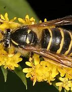 Image result for Black and Yellow Striped Bee