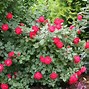 Image result for Oso Easy Roses
