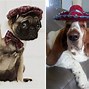 Image result for Funny Dog with Hat