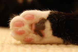 Image result for Cat Paw Toy