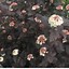 Image result for Physocarpus opulifolius Diabolo