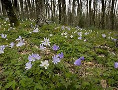 Image result for Anemone apennina Alba