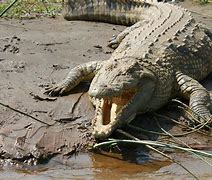 Image result for Alligator vs Crocodile Size Comparison