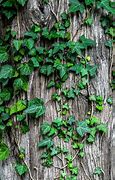 Image result for Poison Ivy Plant Wallpaper