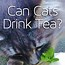 Image result for Blaze The Cat Drinking Tea