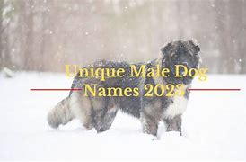Image result for Unusual Male Dog Names
