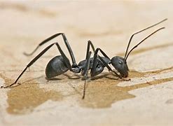 Image result for Ant